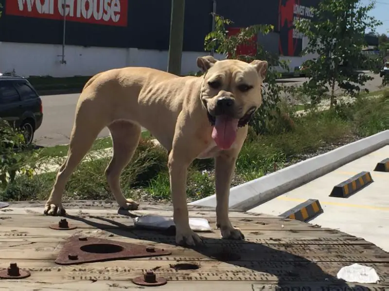 Bruteamstafs Cream of the Crop