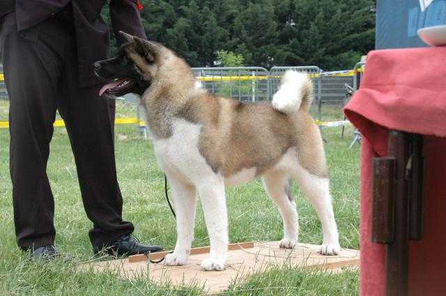 Kevin's Dream Cendrillon