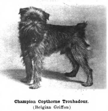 CH Copthorne Troubador (c.1922)