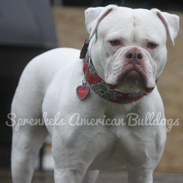 Sprenkels Blanca of Sauga City Bullies