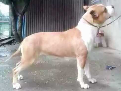 (CH.CN) Bella Molly of Mu Yang Kennel