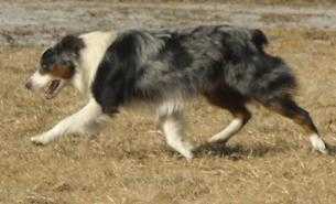 Mockingbirds Lookin Up