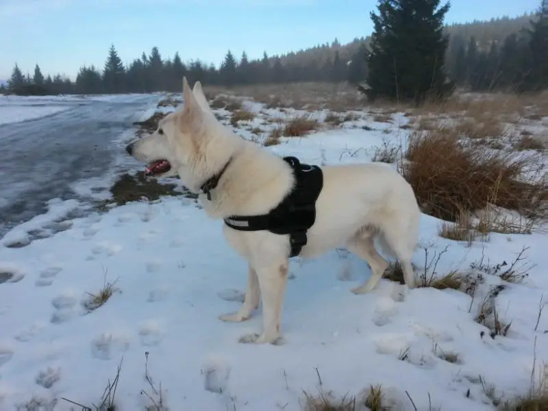 R.CAC JASPER AKBO - PARCHOVANY