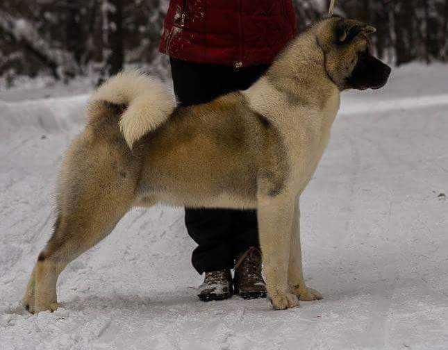 Amfashion Impressive Bear