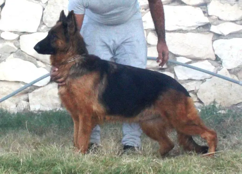 Olgaa doggy-dog-kennel