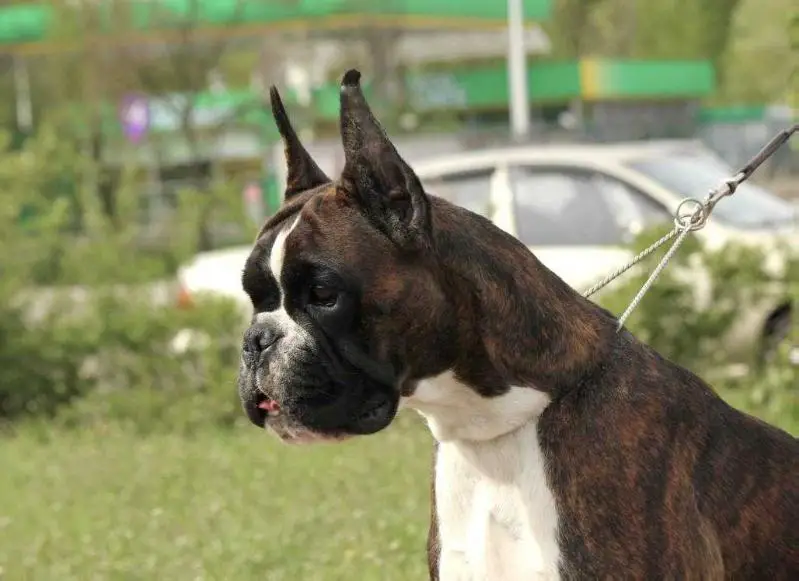 Ch Ukraine,Ukrainian Boxer Club, Ch Breed,JCh Ukraine, JGrCh Butterfly ELEVE