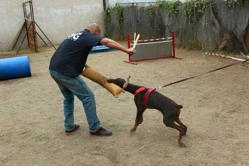 Ringsport's Irma