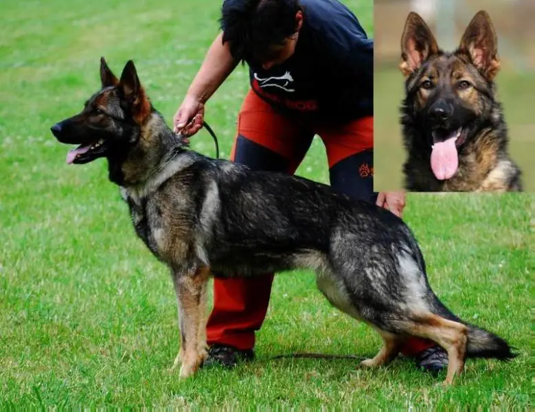 VD Vivien z Herodesova domu