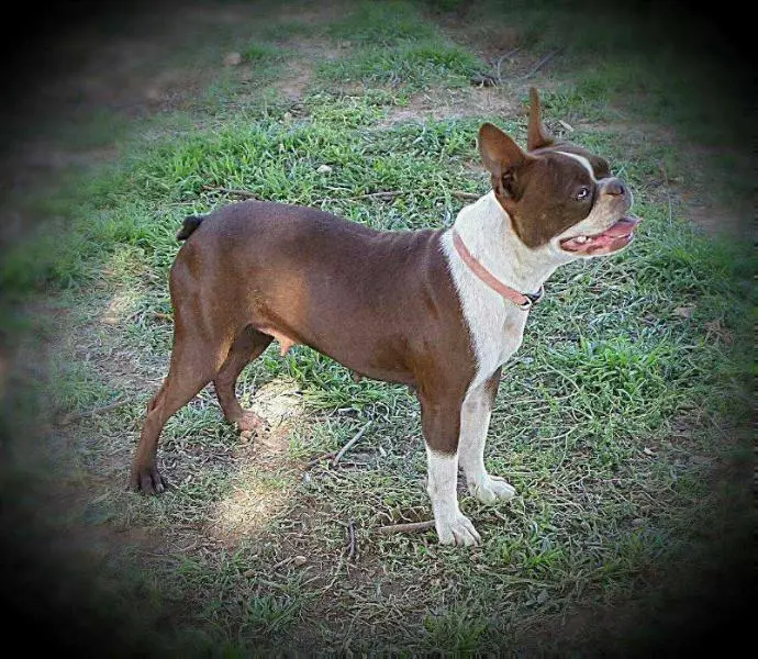 K Rob's Dixie Red