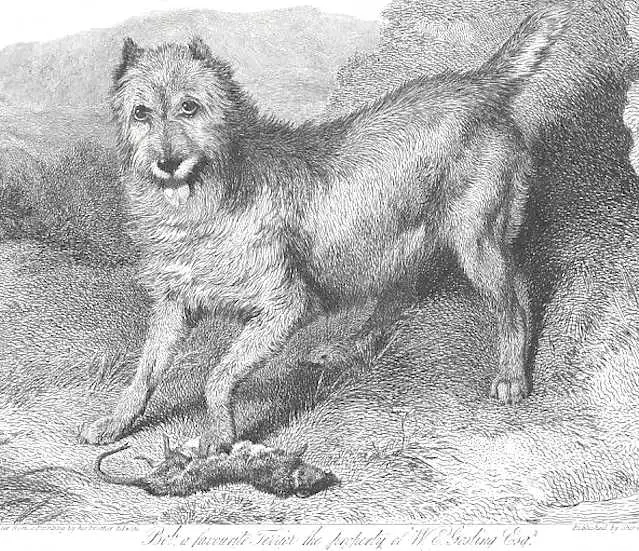 Bob 'a Terrier with a Rat' (c.1825)
