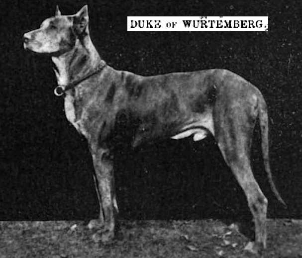 Duke of Würtemburg (1903)
