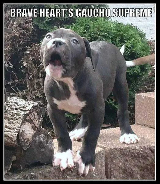 Brave Heart  Gaucho SUPREME