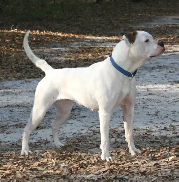 Laura's Yaffa Yasmin