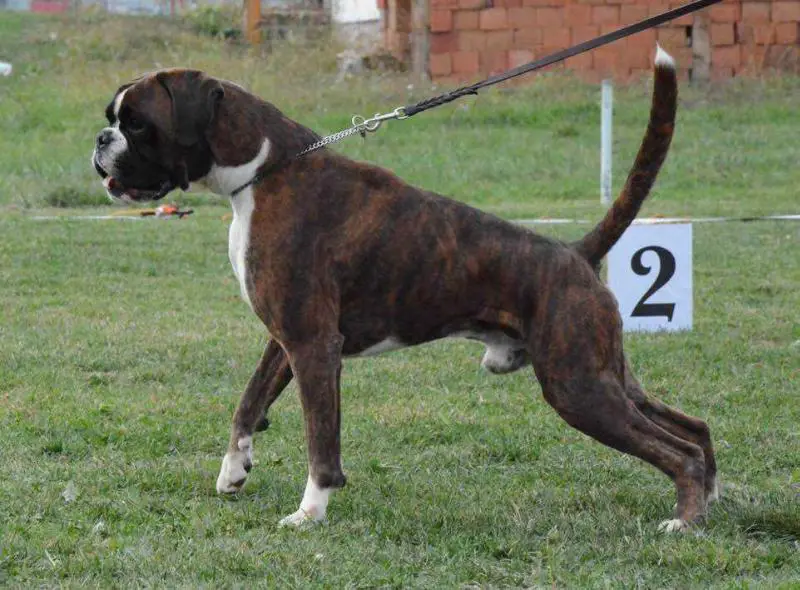 Kahlu Del Cuore Grande