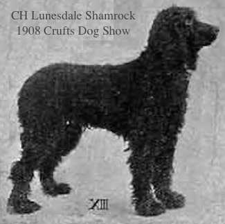 CH (Eng) Lunesdale Shamrock