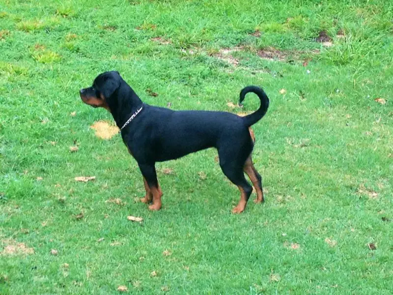 Flying Fur's Kimber