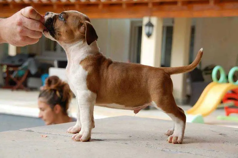 Leigo du diamant rouge