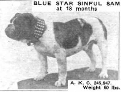 Blue Star Sinful Sam (245947)
