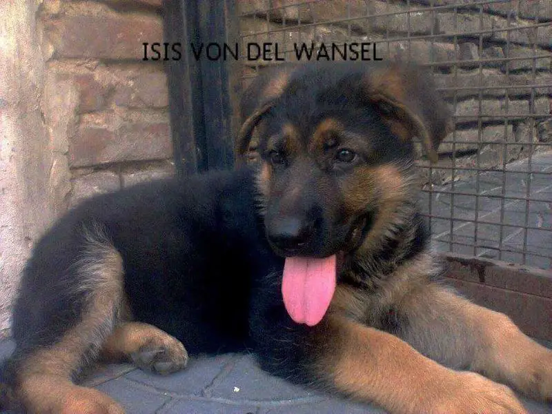 Isis Von Del Wansel