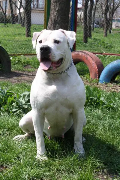 IMPERIYA SANTA MARIYA DJOKER