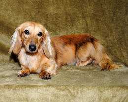 K Dachs Weiss Tiger MLBR