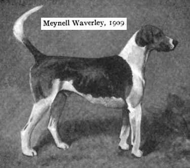 Meynell Waverley 1909