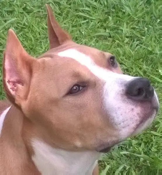 Terra Tequila Cassius (IRAZU)