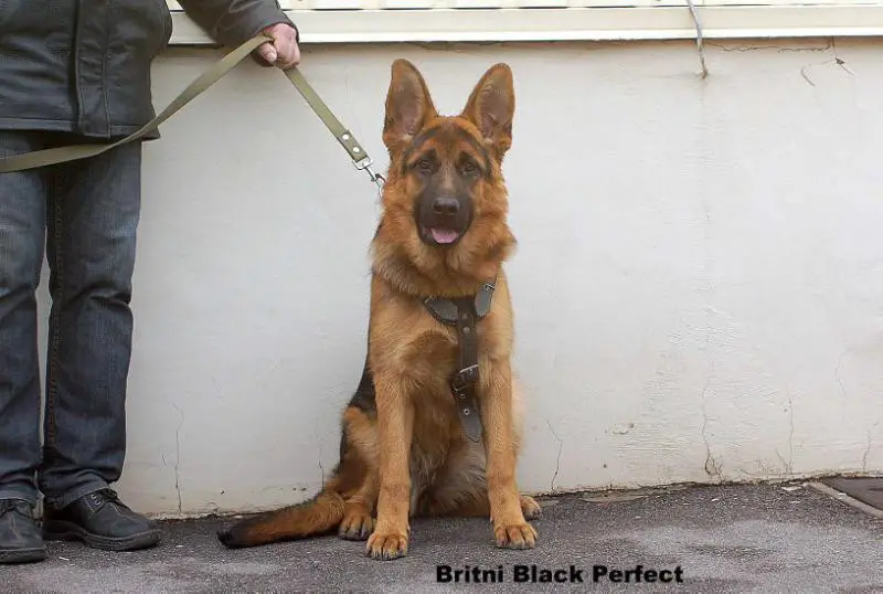 Britni Black Perfect