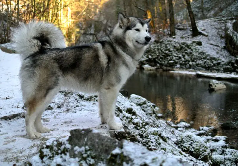 The Magician Billie Jean King