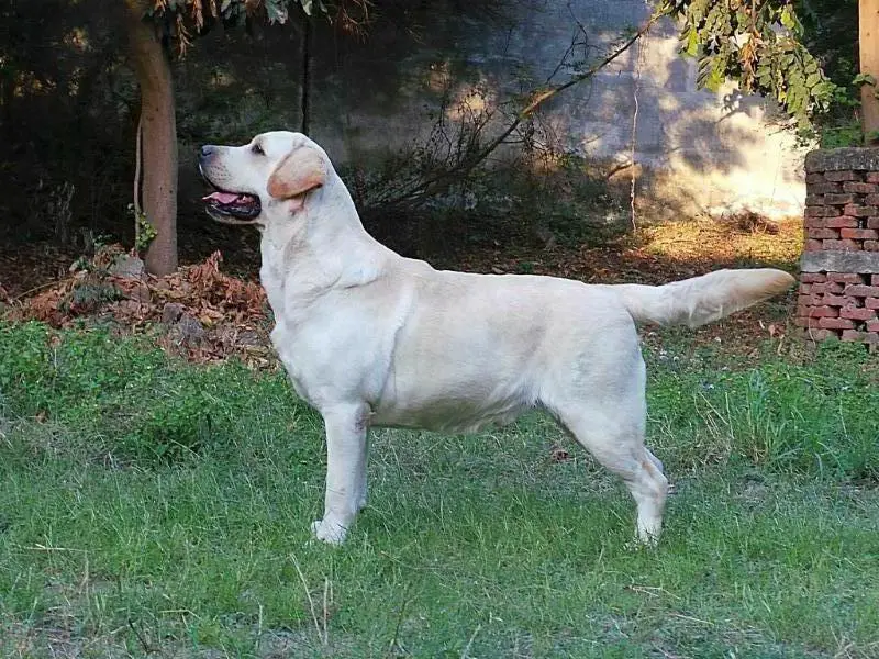 BIS, BISS, CH. Zoom Zoom Sable Blues