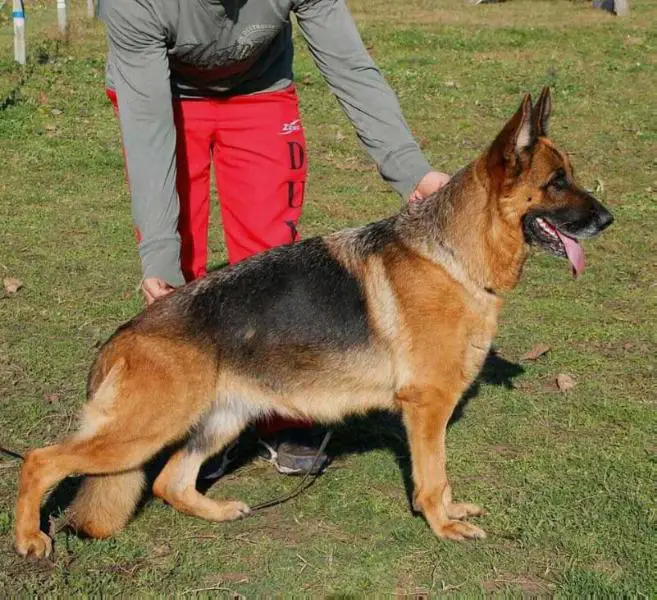 V Buena Della Domus Acacie