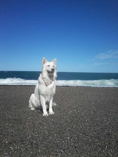 Ayun de Blancos del Quequen