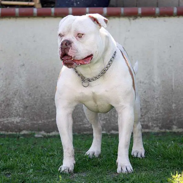 Bridgetown Bullies' Junior of King of Kings
