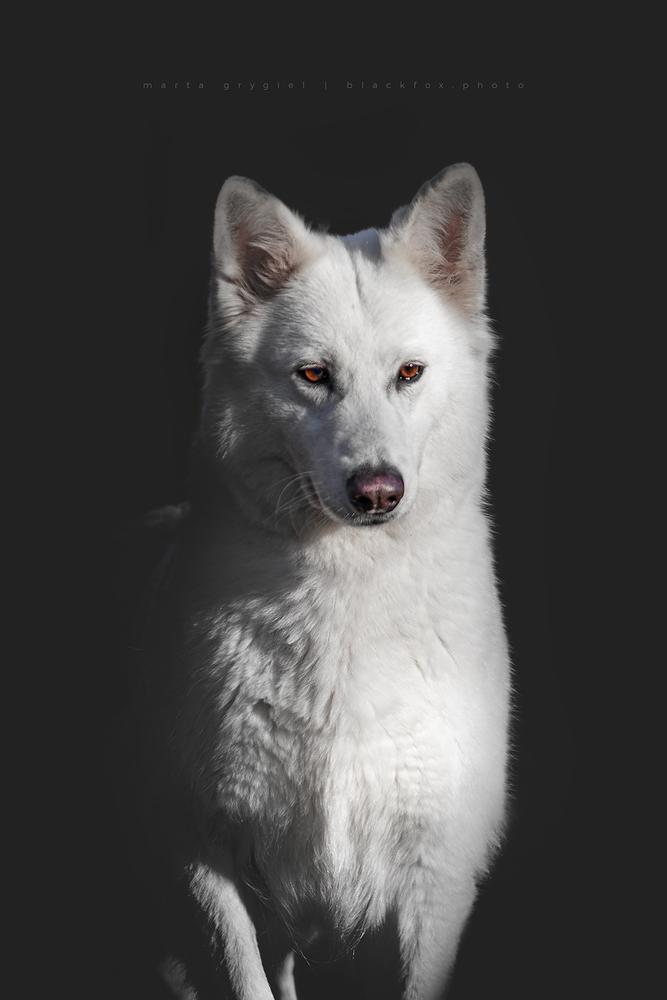 C,I,B,Ch,PL,ME,BG,Grand Ch,ME,BG AKNUR GUL ZOLOTO ALYASKE