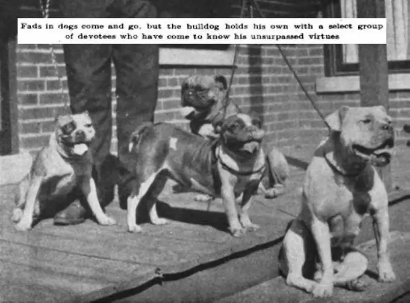 Assorted Bulldogs of 1908