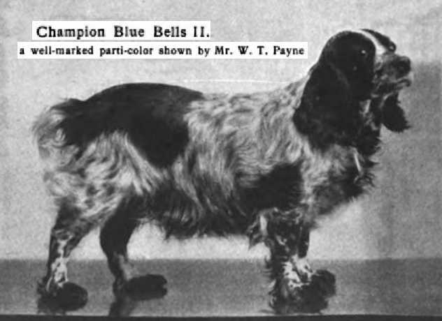 CH Blue Belle II (c.1906)