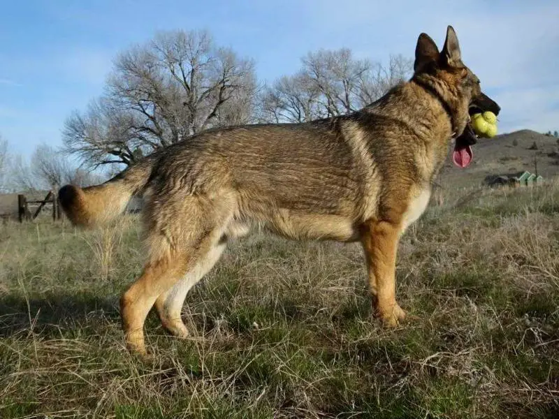 Winchester von Ehret