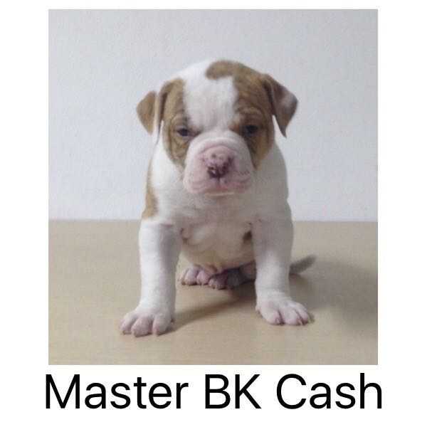Master BK Cash