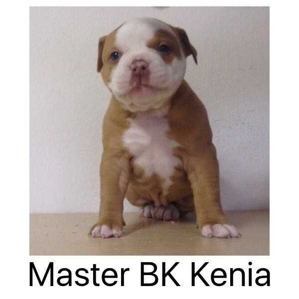 Master BK Kenia