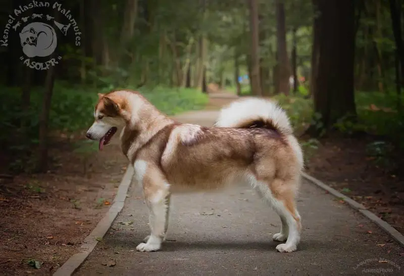 MultiCH, ChR , ChRKF, ThR , ThRKF Njerdveig for Asolfr z Klan Wydry