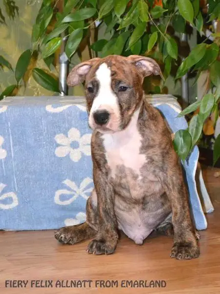 FIERY FELIX ALLNATT FROM EMARLAND