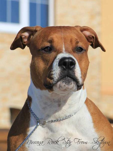 Nirvana Rock Star From Skytown