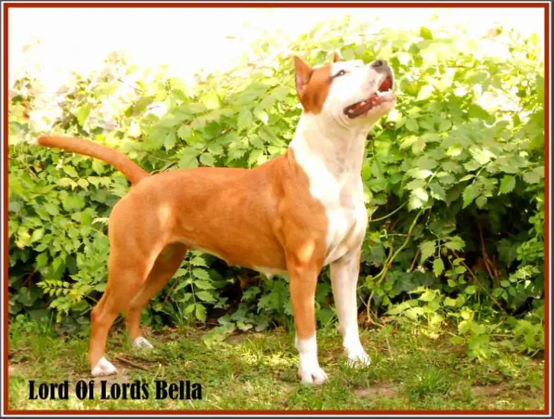 Lord of Lords Bella
