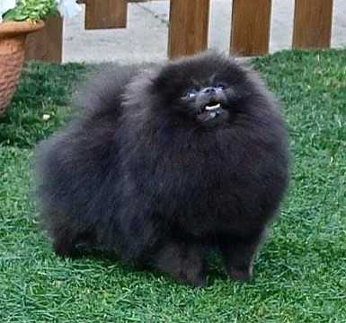 In Time Diamond Dust