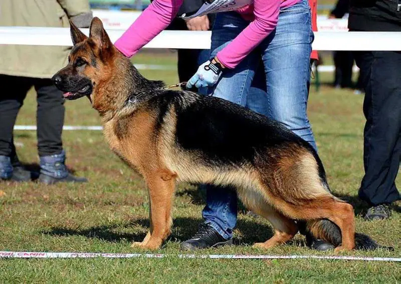 Hakuna Matata Nord Shtorm