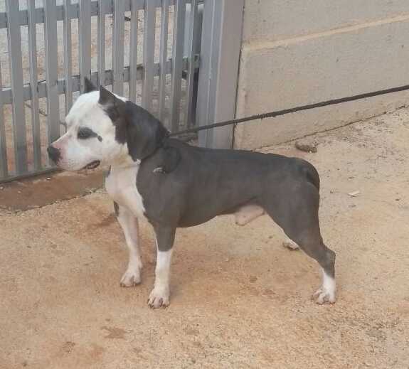 Ryan Gracie Far West Lake by Senzalla