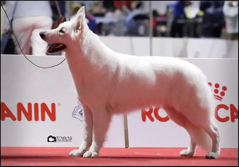 EW14, NL-CH, CZ-CH, Ger-Ch Laila of Skah Dakota