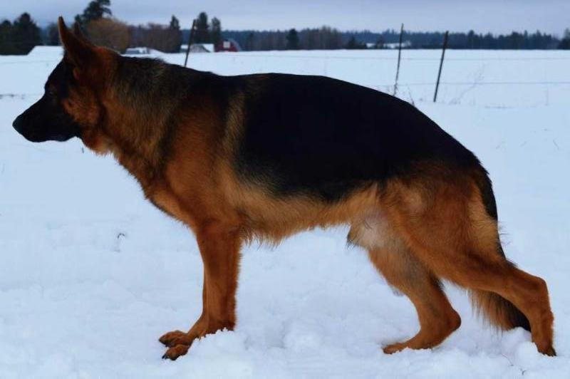 VP1 Ace von der Stadt Mosbach