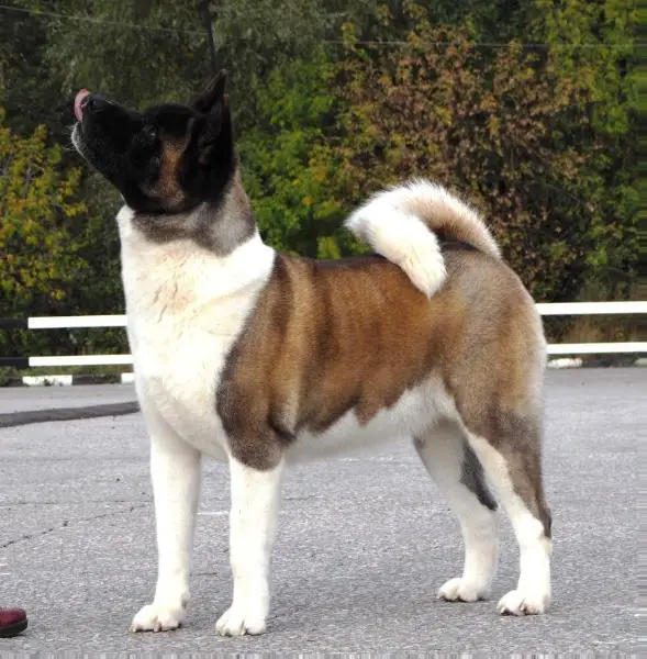 Planeta Udachi Disha Medovay Iriska