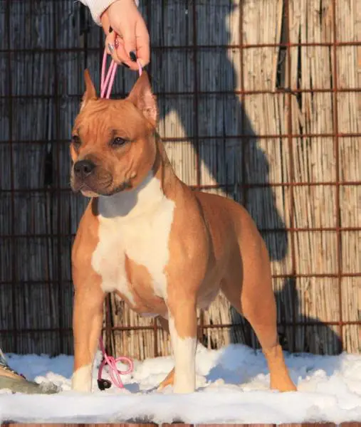 Bul.CH WHITE-amSTAFF Elenor